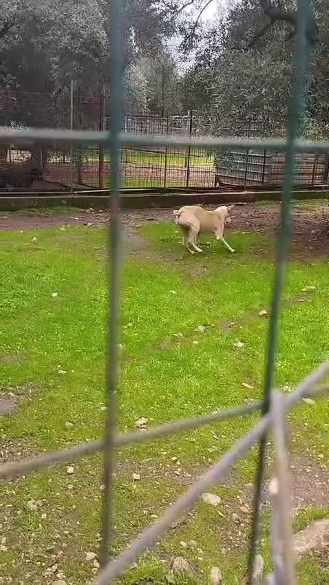 Meticcio cani in regalo: Rosy bella equilibrata dolce socievole  - Video 4