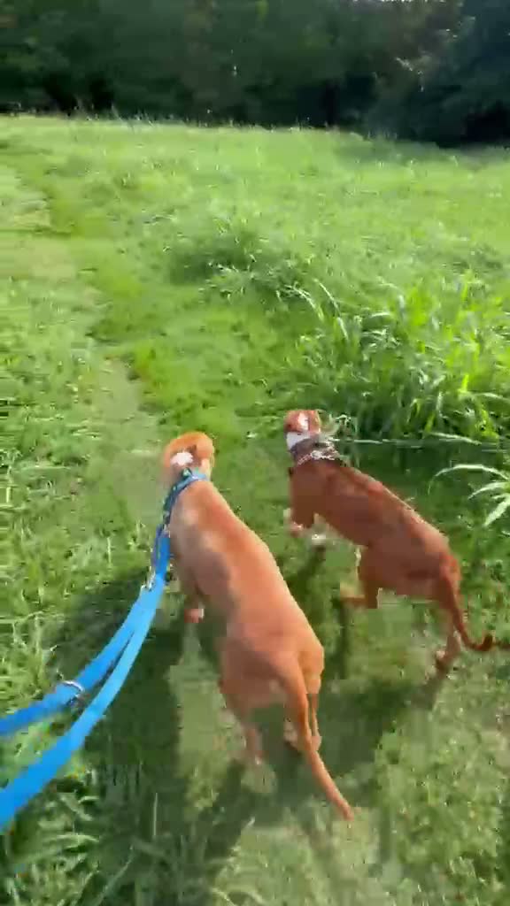 Pitbull cani in regalo: CLYDE CERCA CASA - Video 1