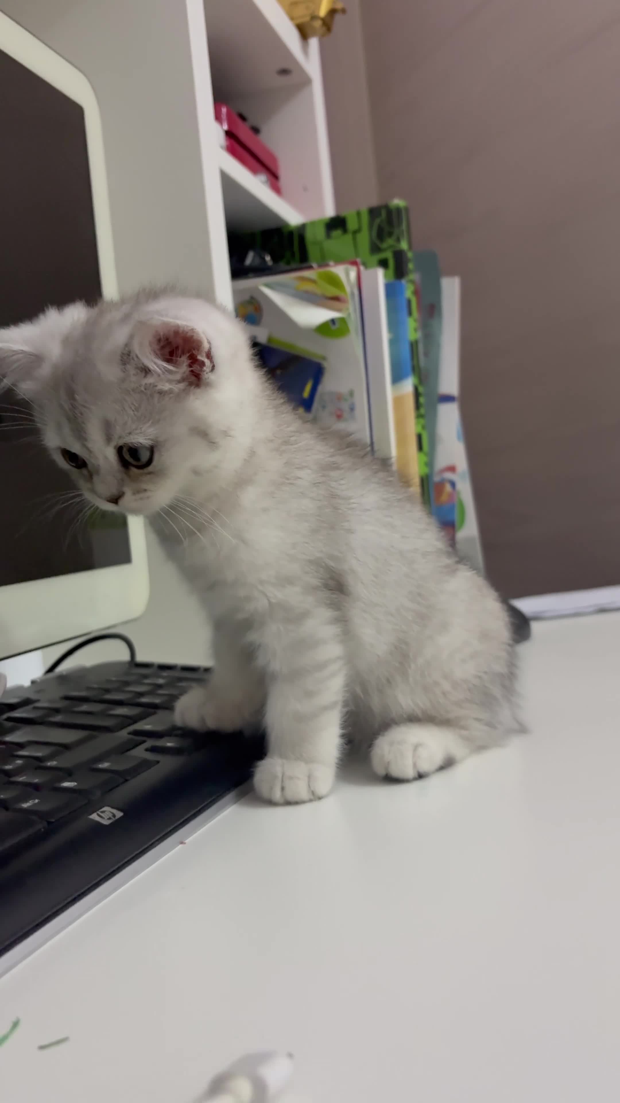 British gatti in vendita: Scottish fold straight  - Video 1