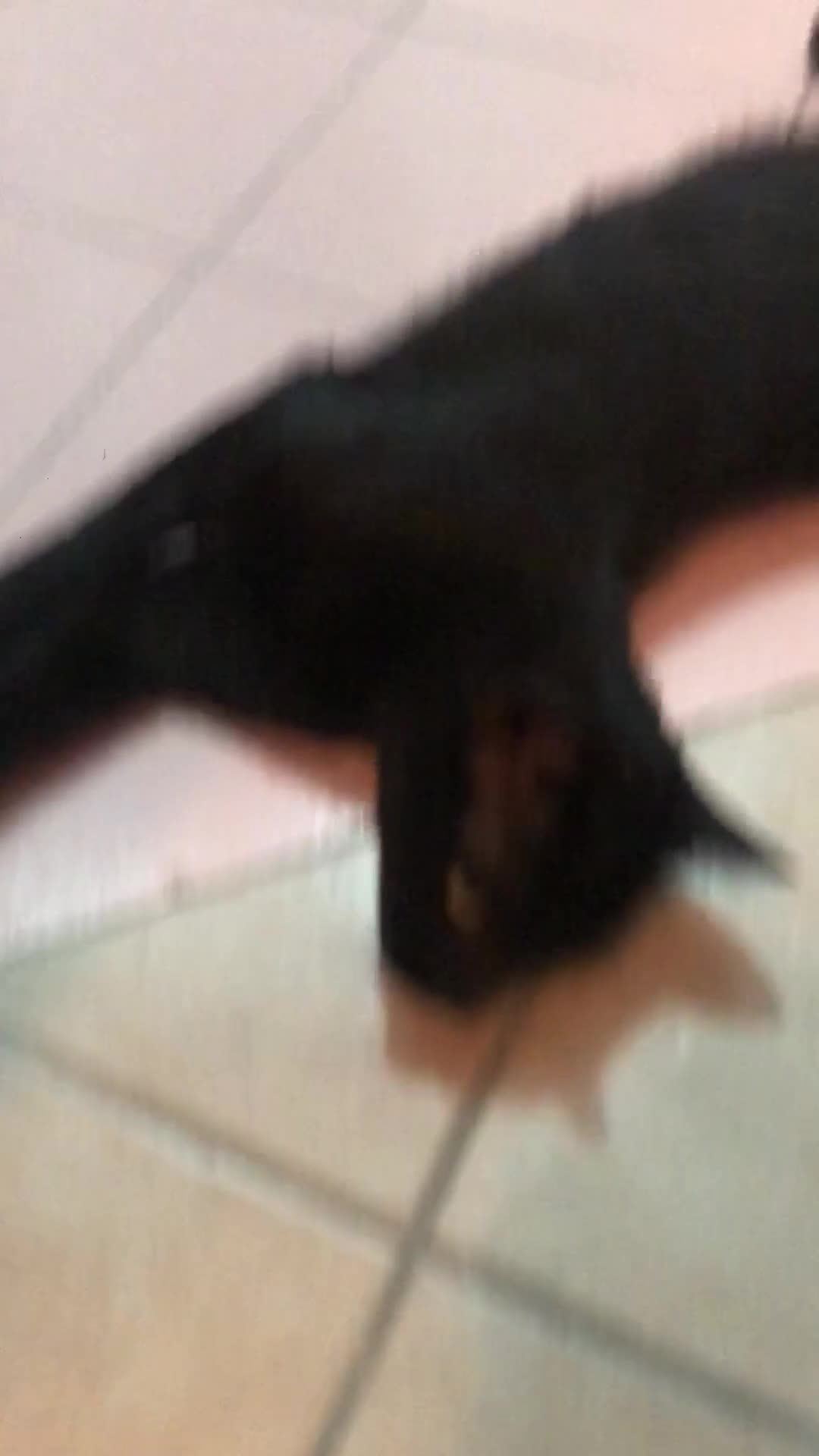 Altre razze gatti in regalo: MARTA CERCA CASA 🏡  - Video 1