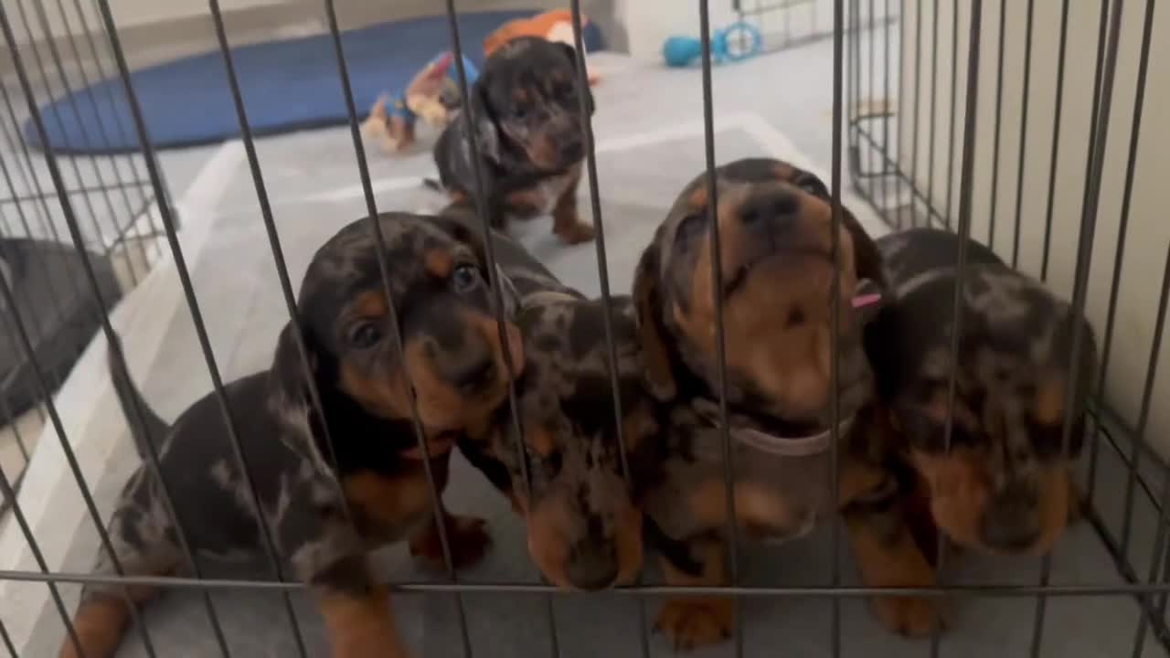 Bassotto cani in vendita: Bassotto arlecchino silver  a Città metropolitana di Roma Capitale - Video 1