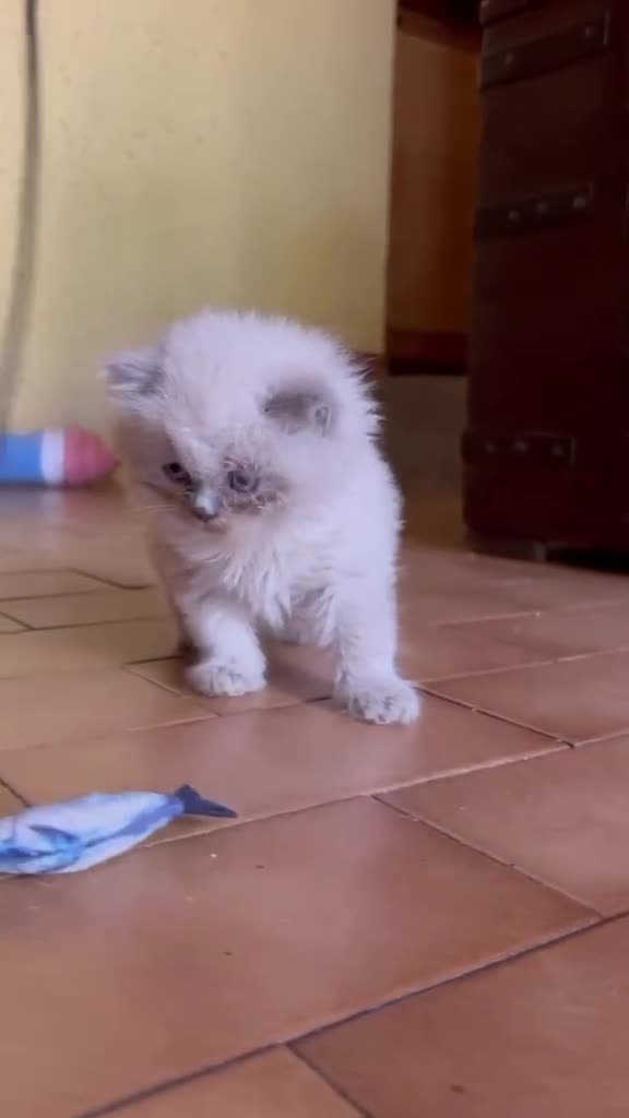 British gatti in vendita: Cuccioli British Longhair - Video 1