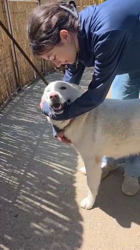 Pastore Svizzero cani in regalo: Splendida simil Pastore Svizzero - SNOW - Video 1