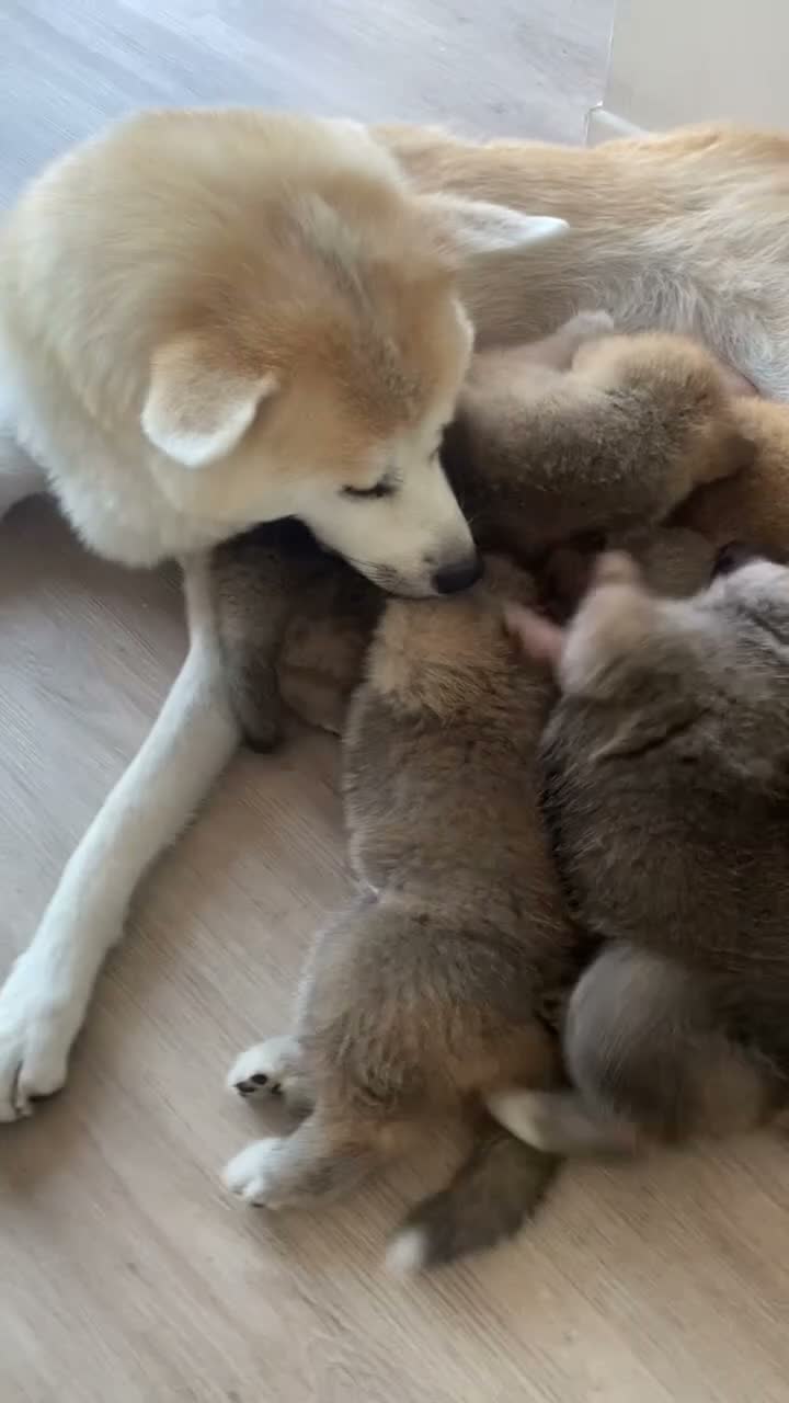 Akita Inu cani in vendita: cucccioli - Video 1
