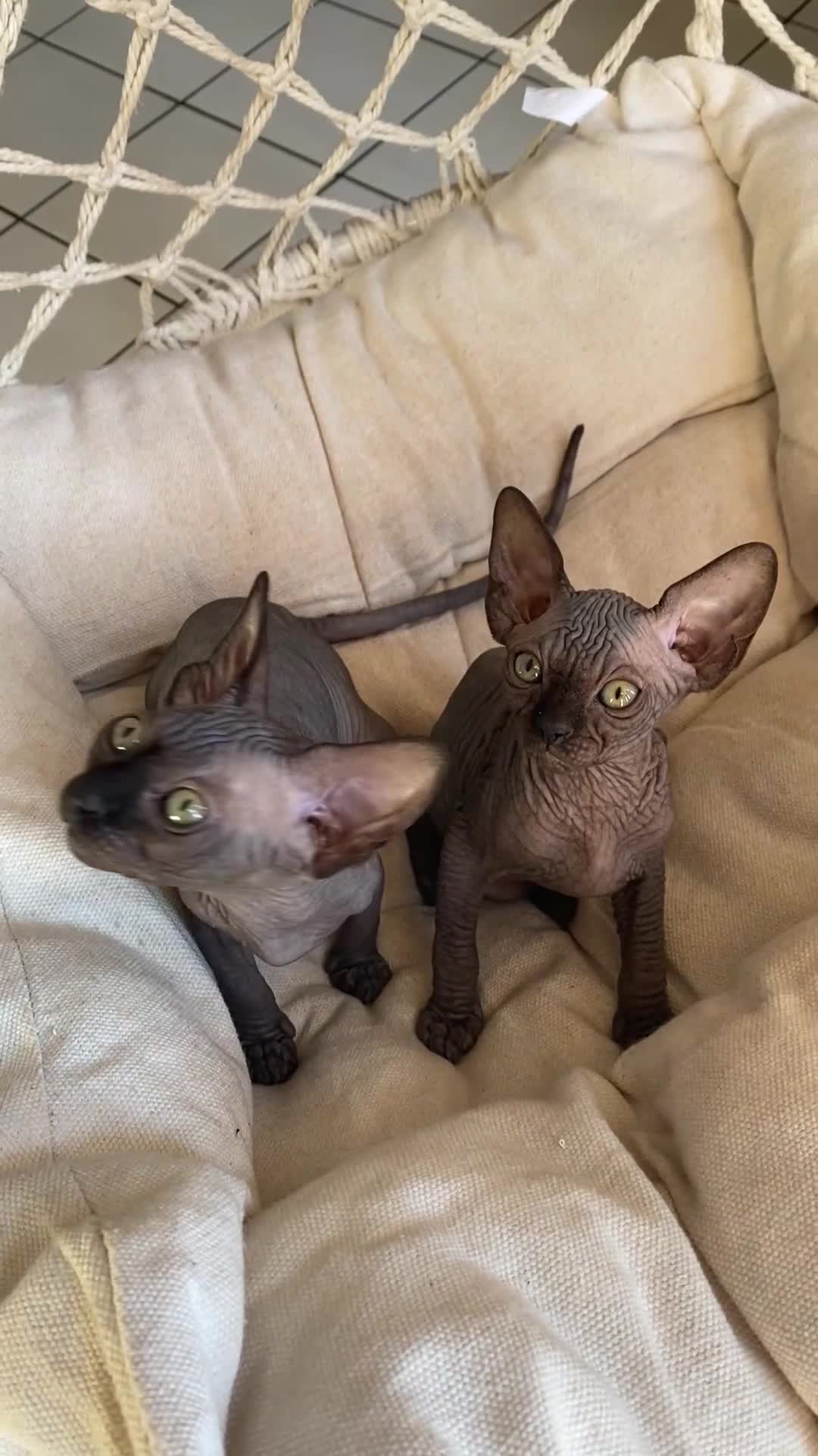 Sphynx gatti in vendita: Cuccioli Sphynks  a Provincia di Pesaro e Urbino - Video 1
