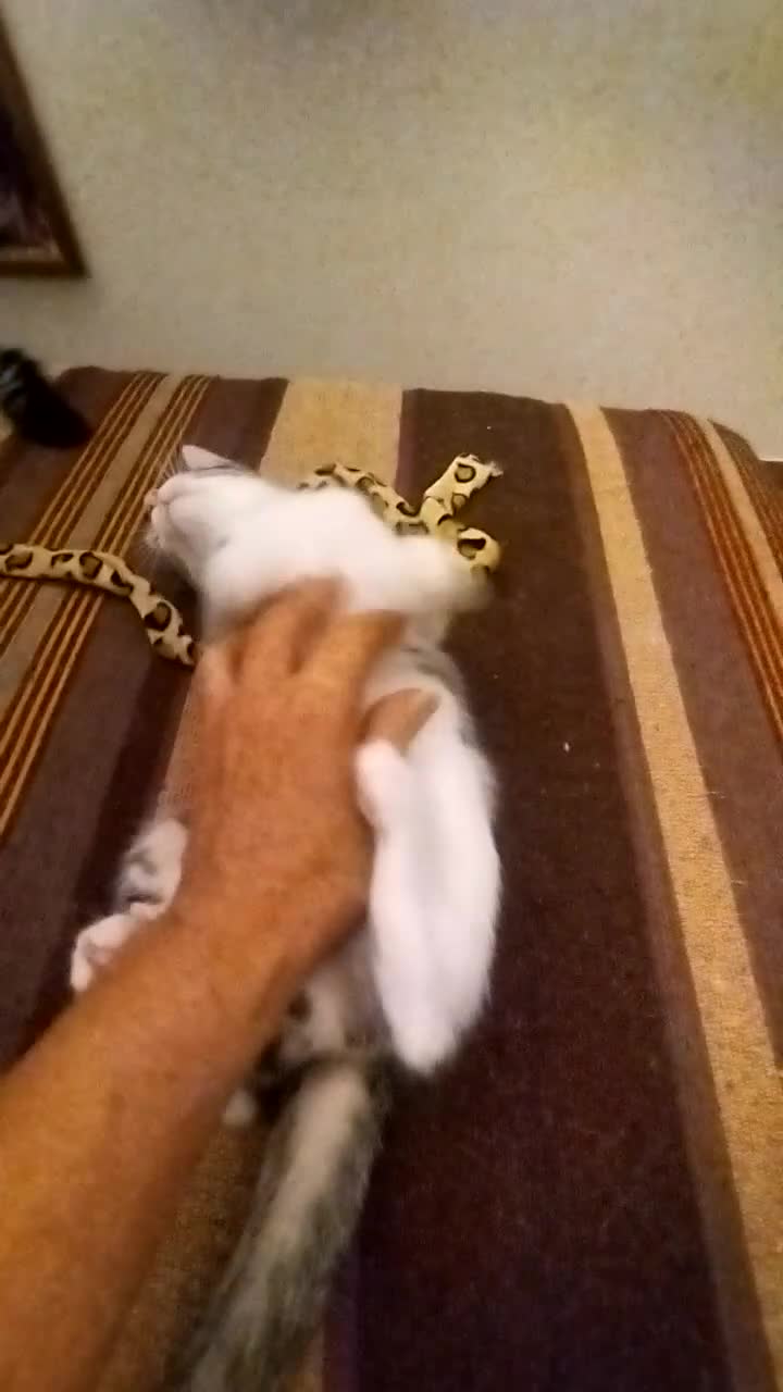 Europeo gatti in regalo: GATTINO VIVACE E SIMPATICO - Video 2