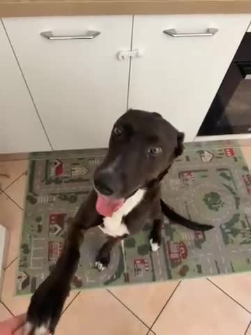 Meticcio cani in regalo: Billa - Video 1