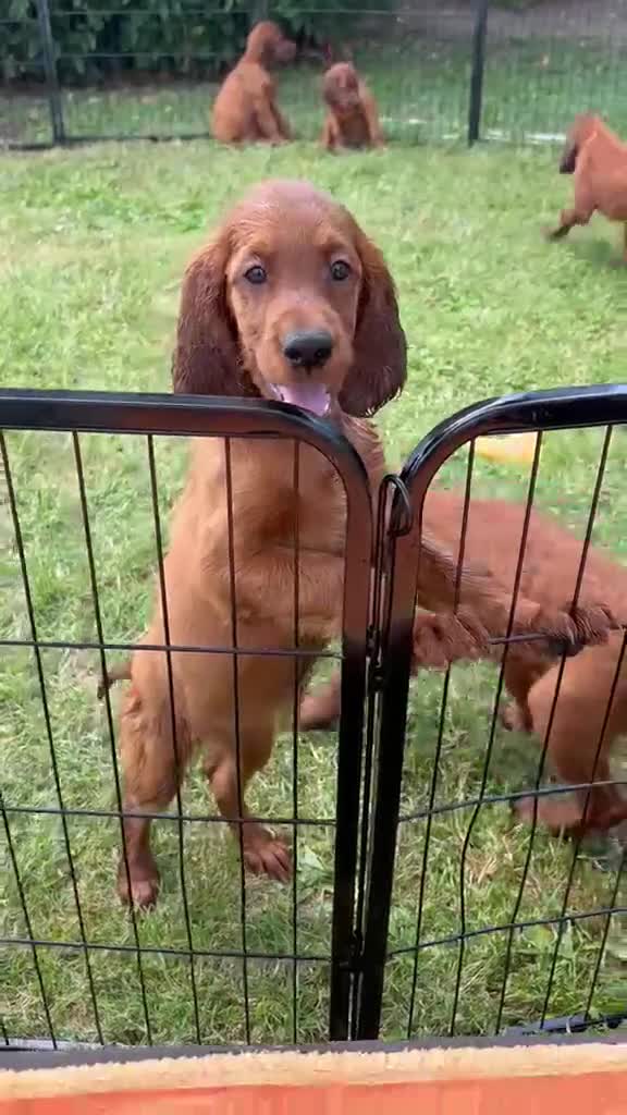 Setter Irlandese cani in vendita: Cucciolata Elsa e Liam a Provincia di Alessandria - Video 2