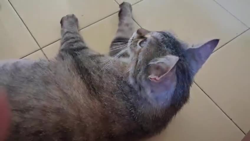 Europeo gatti in regalo: AURORA DOLCISSIMA GATTINA - Video 1