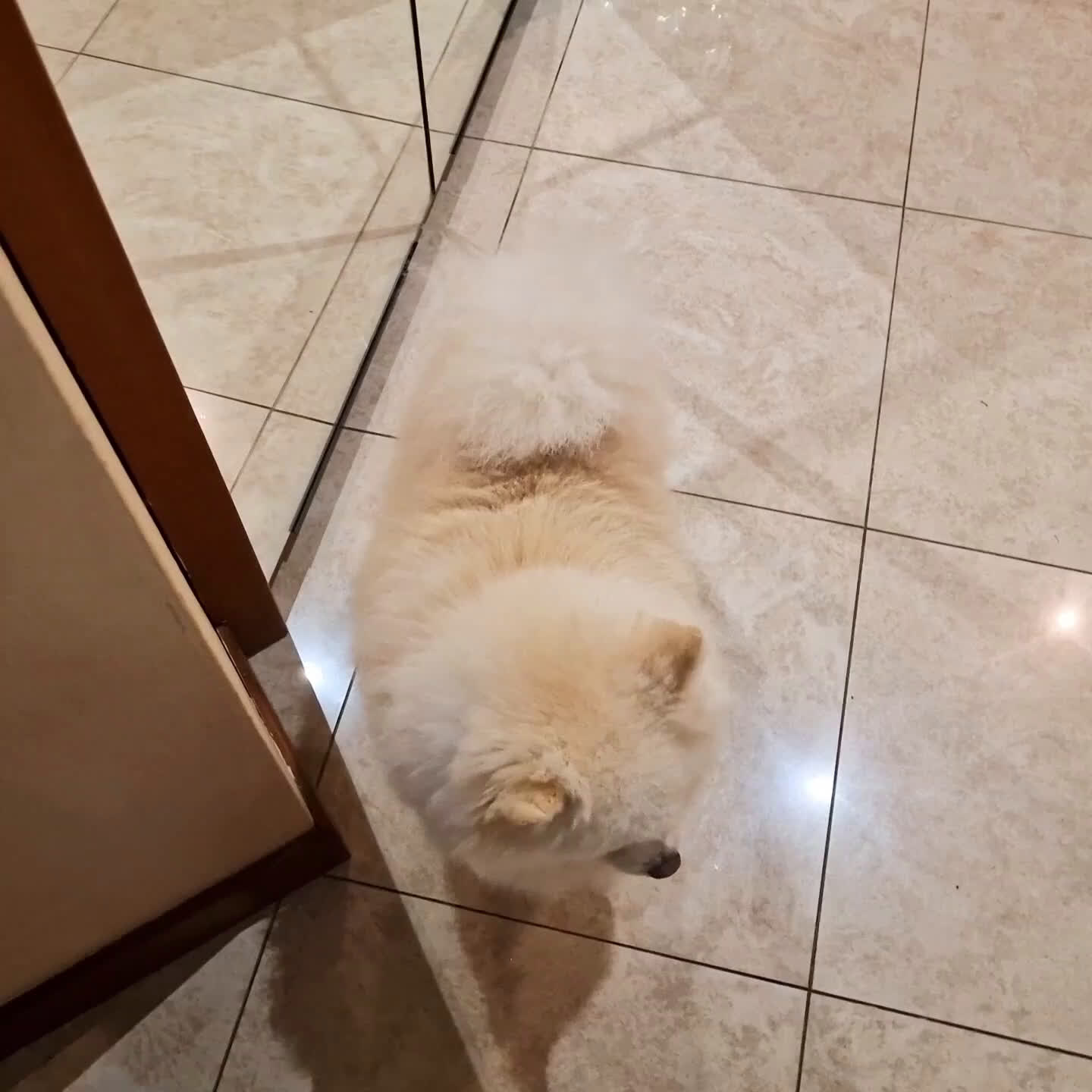 Spitz cani in regalo: Spitz tedesco NANO Pomerania  a Provincia di Monza e della Brianza - Video 4