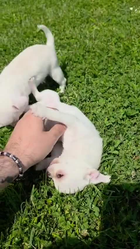 Chihuahua cani in vendita: Chihuahua con genealogia campioni internazionali  - Video 1