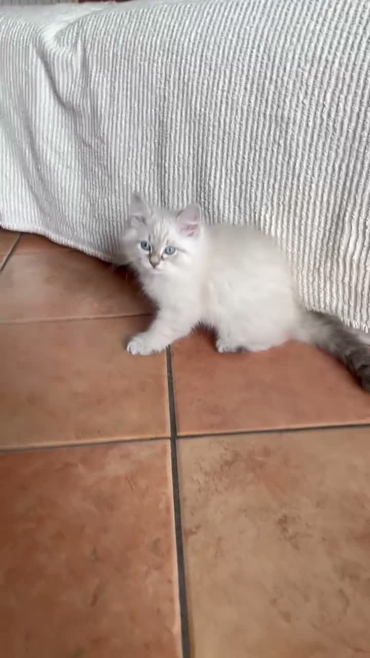 Siberiano gatti in vendita: LYRA - ULTIMA CUCCIOLA SIBERIANA IPOALLERGENICA - Video 1
