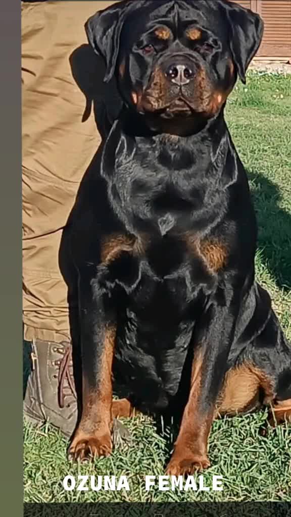 Rottweiler cani in vendita: Cuccioli di Rottwelier con pedigree  - Video 3