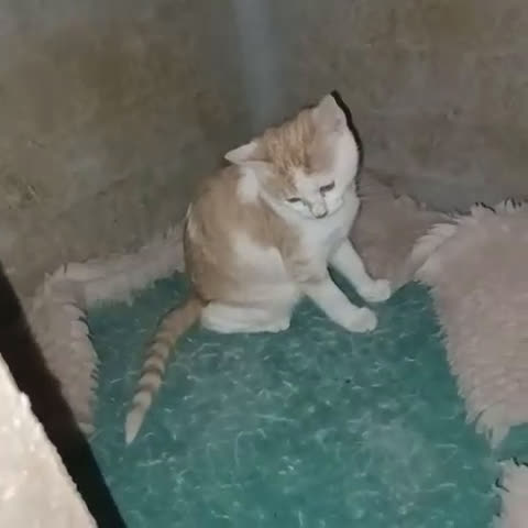 Meticcio gatti in regalo: ADOTTA LA TENERA KANGA - Video 1