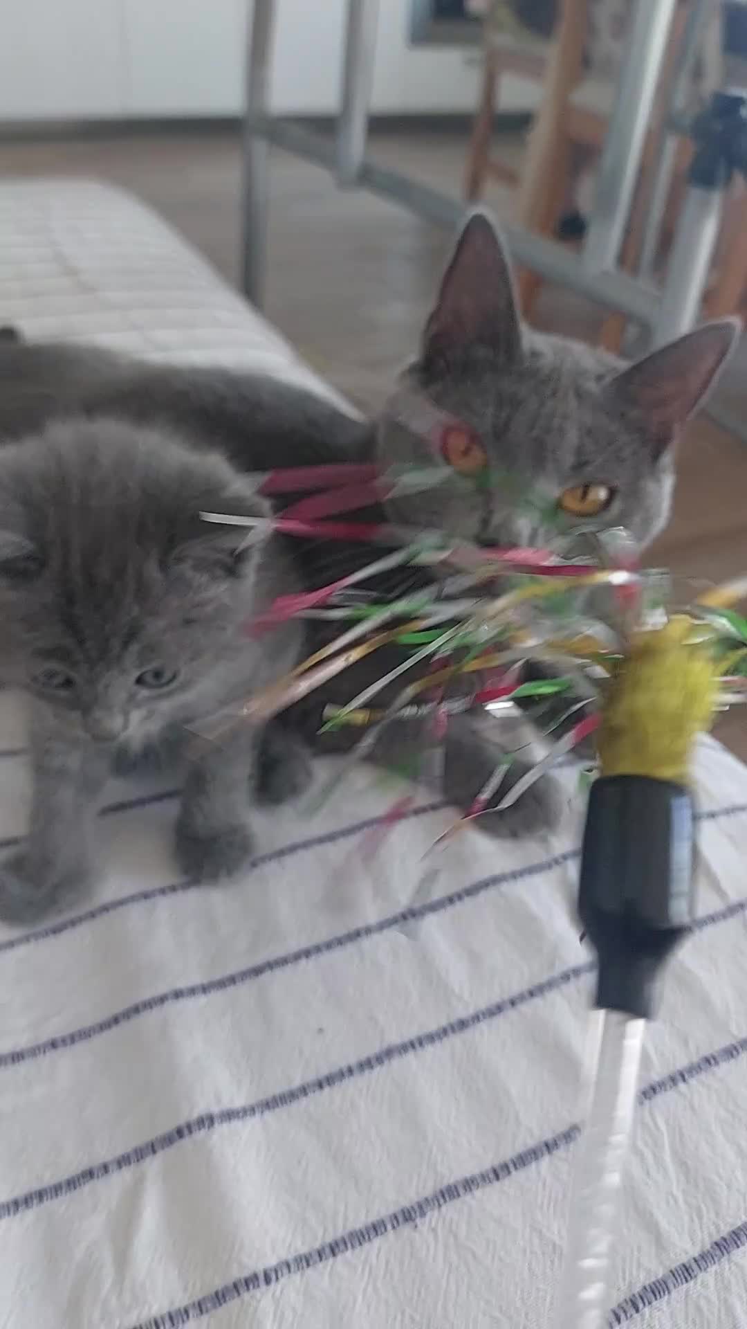 Certosino gatti in vendita: Vendita cuccioli certosini con pedigree' ANFI - Video 1