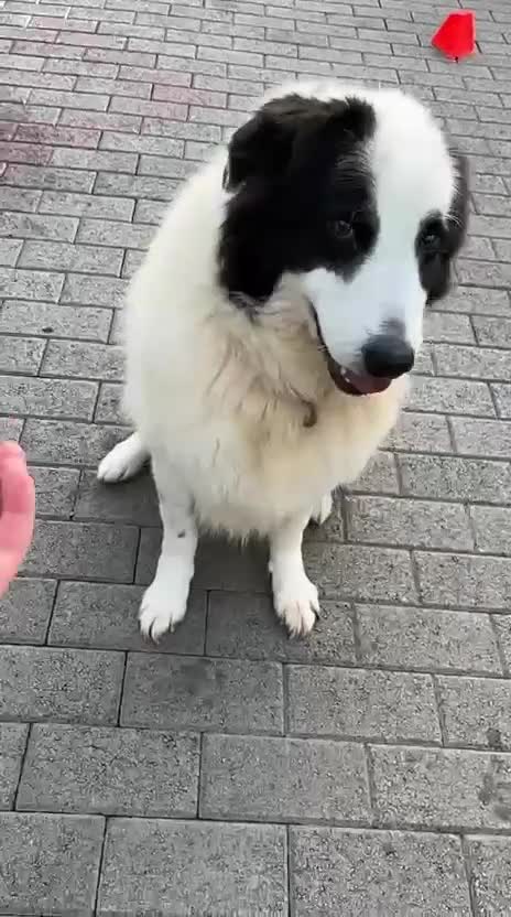Meticcio cani in regalo: SIMBA ASPETTA SEMPRE UNA FAMIGLIA - Video 1
