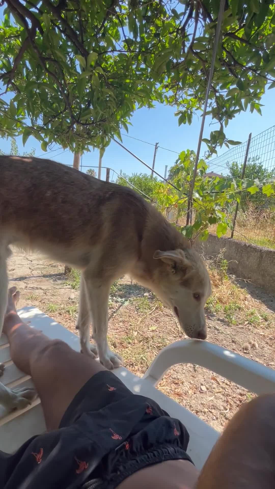 Meticcio cani in regalo: Simba a Provincia di Cosenza - Video 1