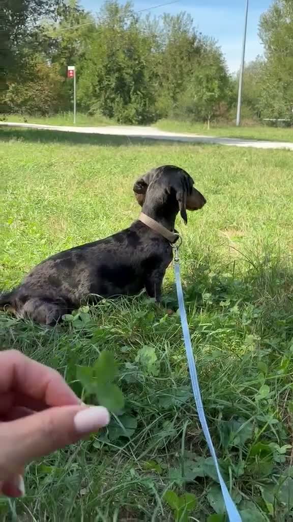 Bassotto cani in vendita: bassottina arlecchino - Video 1