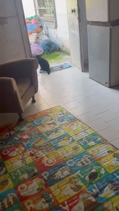 Meticcio cani in regalo: CUCCIOLOTTO INVISIBILE - Video 1