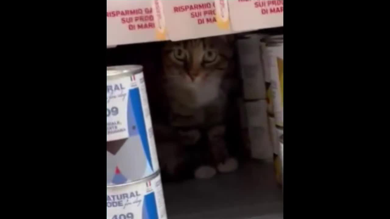Europeo gatti in regalo:  GIADA MICINA DOLCISSIMA URGE ADOZIONE! - Video 1