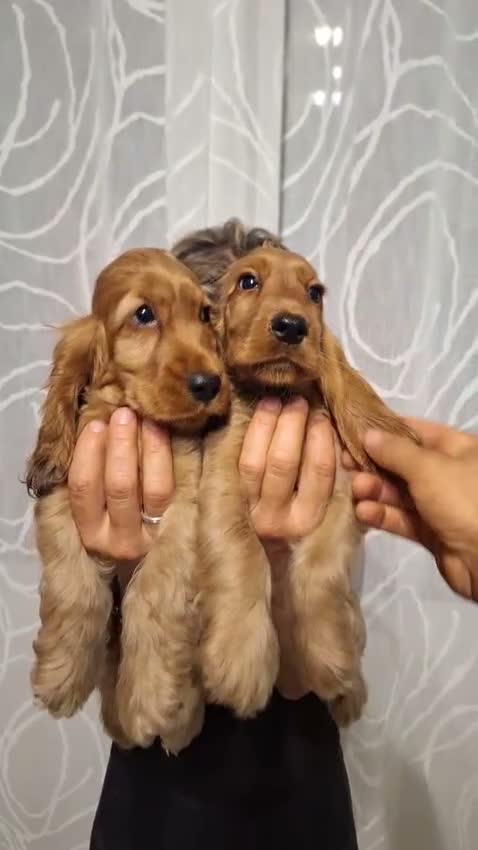 Cocker cani in vendita: Cuccioli di Cocker Spaniel  - Video 1