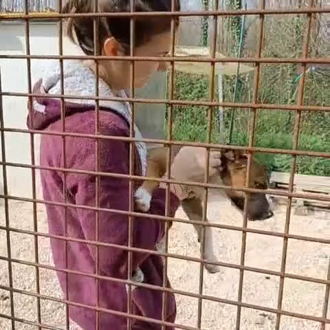 Meticcio cani in regalo: SOS SOS SOS CHOCO a Provincia di Grosseto - Video 3