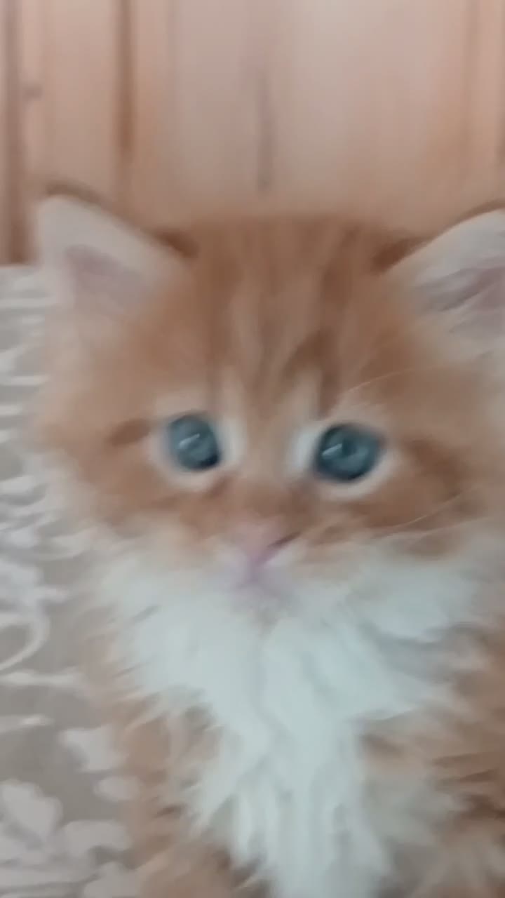Maine Coon gatti in vendita: Cuccioli di Maine Coon  - Video 1