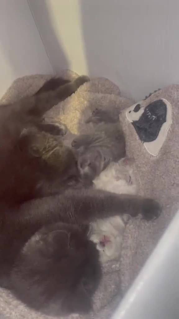 Scottish gatti in vendita: Cucciola scottish straight - Video 4