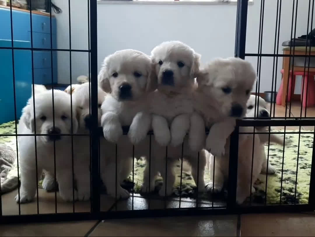 Golden Retriever cani in vendita: Cuccioli di Golden Retriever di linea inglese - Video 3