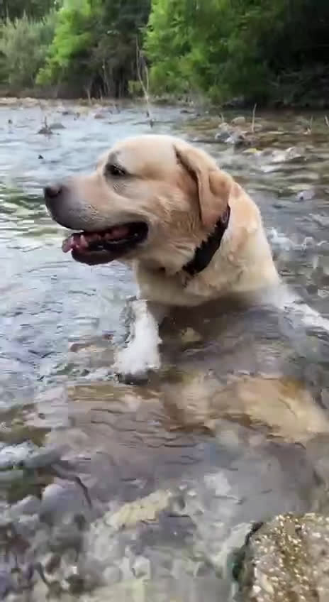 Labrador cani per accoppiamento: Per la monta, stupendo Labrador maschio - Video 2