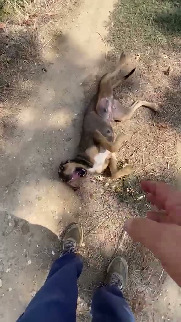 Segugio cani in regalo: Segugia a pelo ruvido - Video 5