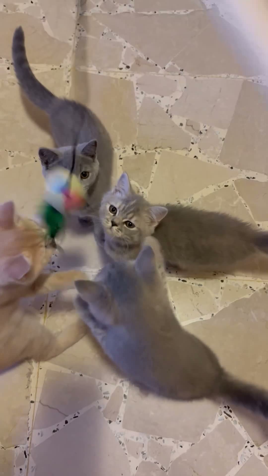 Scottish gatti in vendita: Cuccioli Scottish Straight - Video 1
