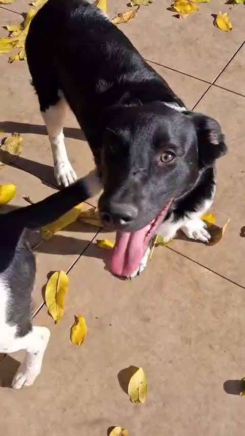 Meticcio cani in regalo: FRATELLINI - Video 1