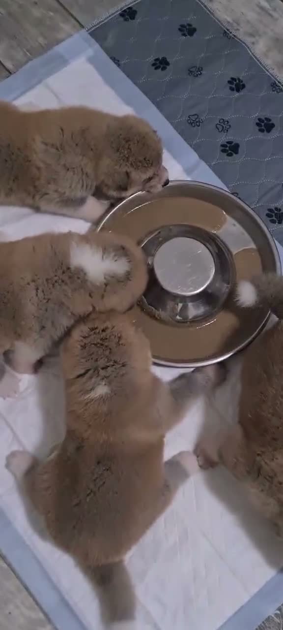 Akita Inu cani in vendita: ULTIMO MASCHIETTO DI AKITA DISPONIBILE LOMBARDIA - Video 4