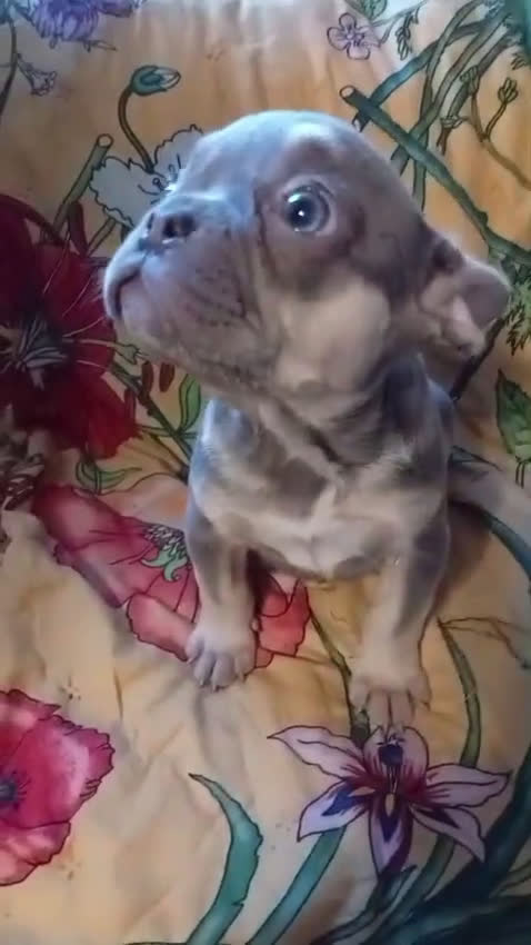 Bulldog Francese cani in vendita: Bulldog francese - Video 1