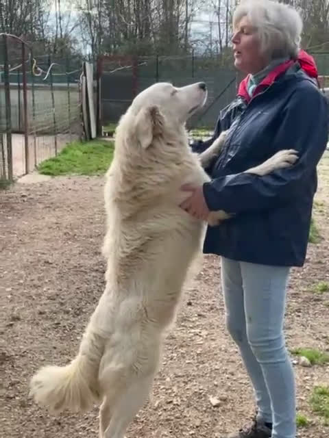 Meticcio cani in regalo: TENERO CAGNOLONE DA AMARE - Video 1