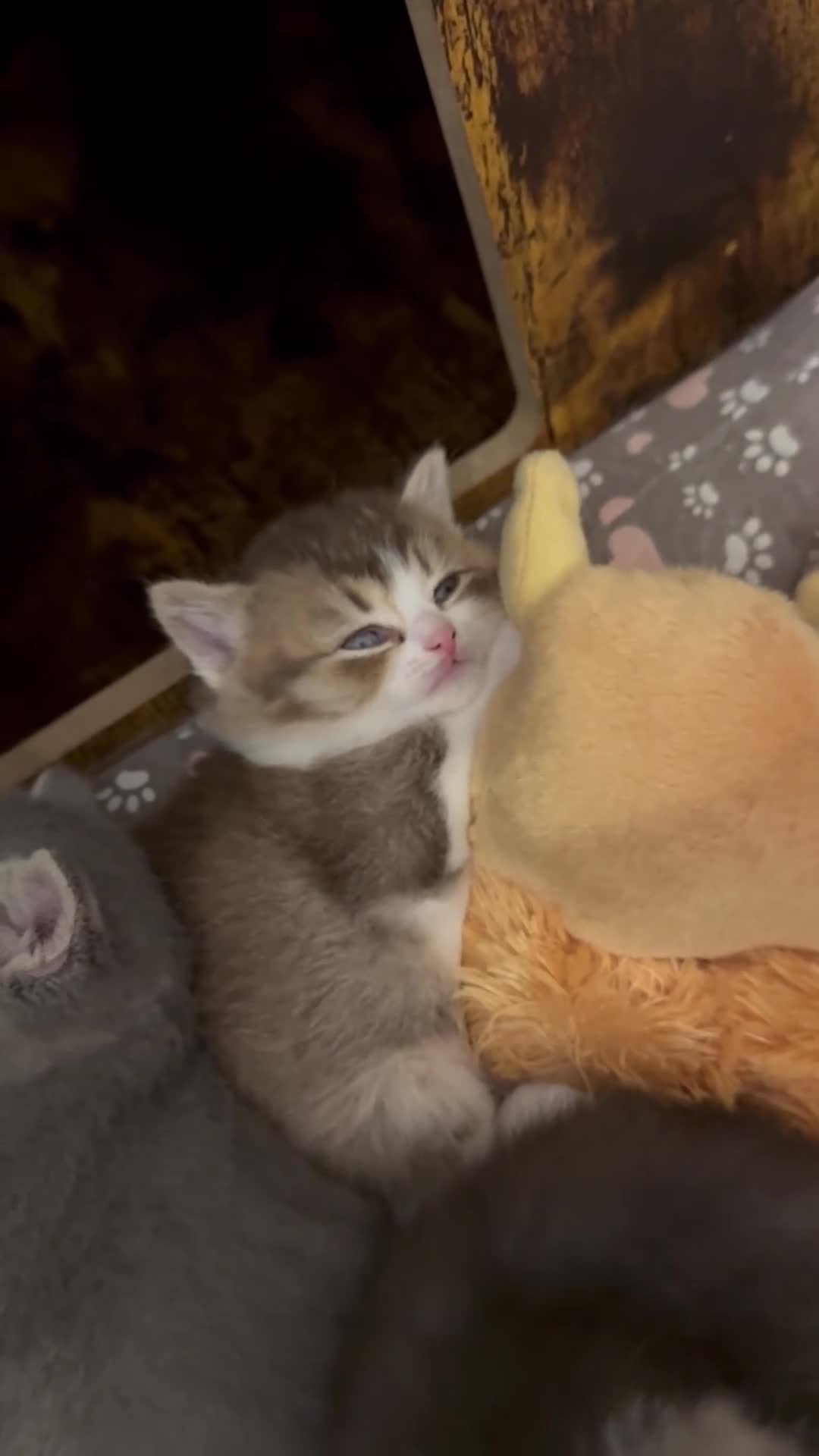 Scottish gatti in vendita: Cuccioli Scottish straight shorthair/highland - Video 2