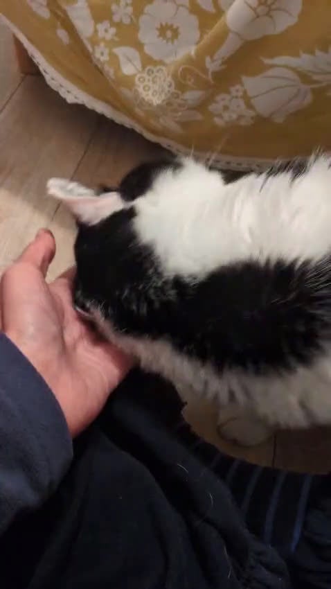 Meticcio gatti in regalo: Mau micione timido buono e bello - Video 1