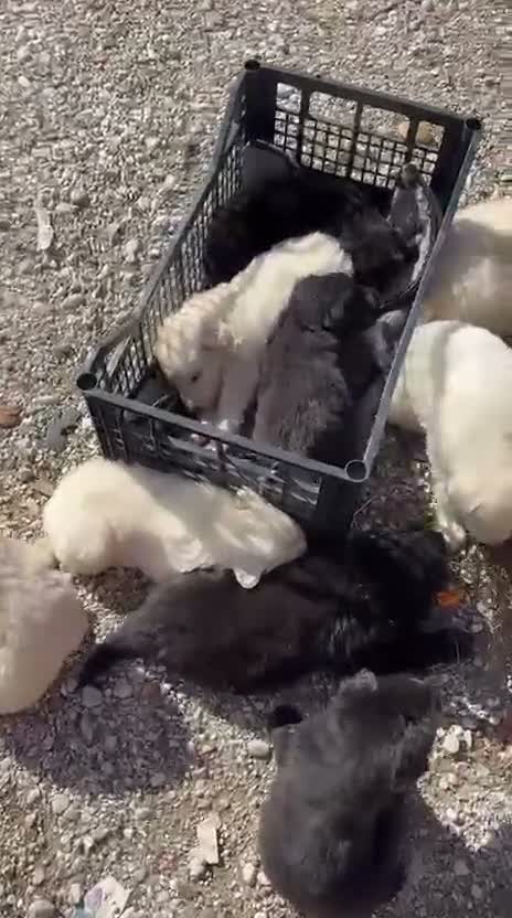 Meticcio cani in vendita: Cuccioli disponibili  a Provincia di Treviso - Video 1