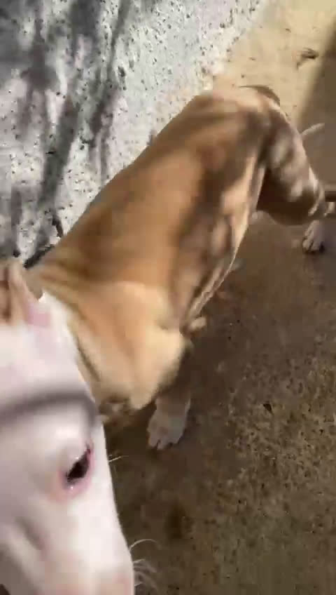 Whippet cani in vendita: Cuccioli whippet ultimi disponibili - Video 1