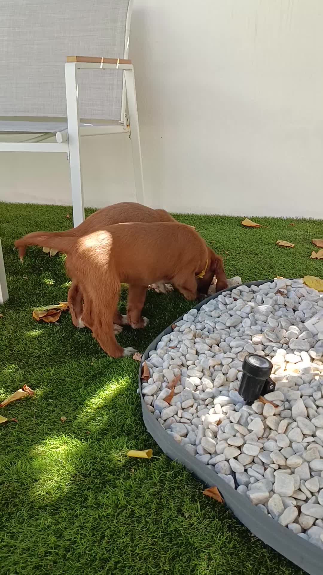 Meticcio cani in vendita: Cuccioli cani da caccia a Città Metropolitana di Bari - Video 3