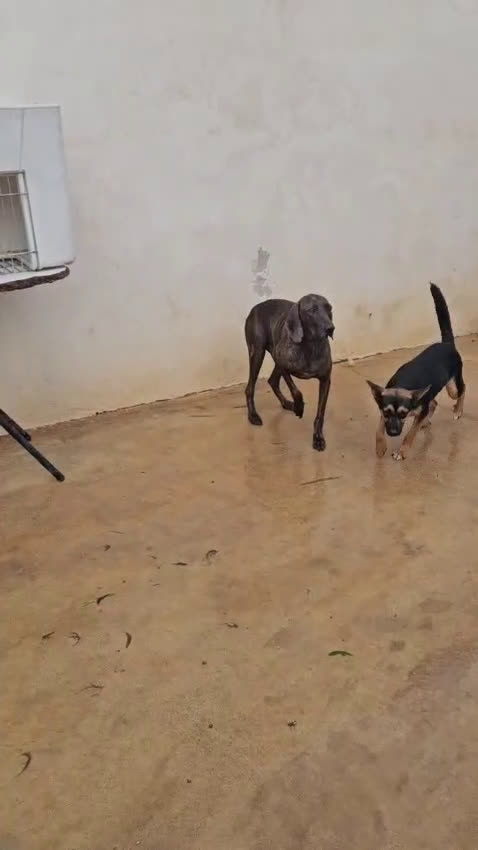 Bracco cani in regalo: Michele: adozione del cuore - Video 3