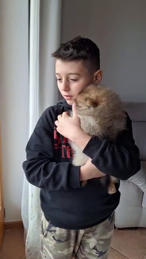 Volpino Pomerania cani in vendita: Spitz tedesco nano - Video 1