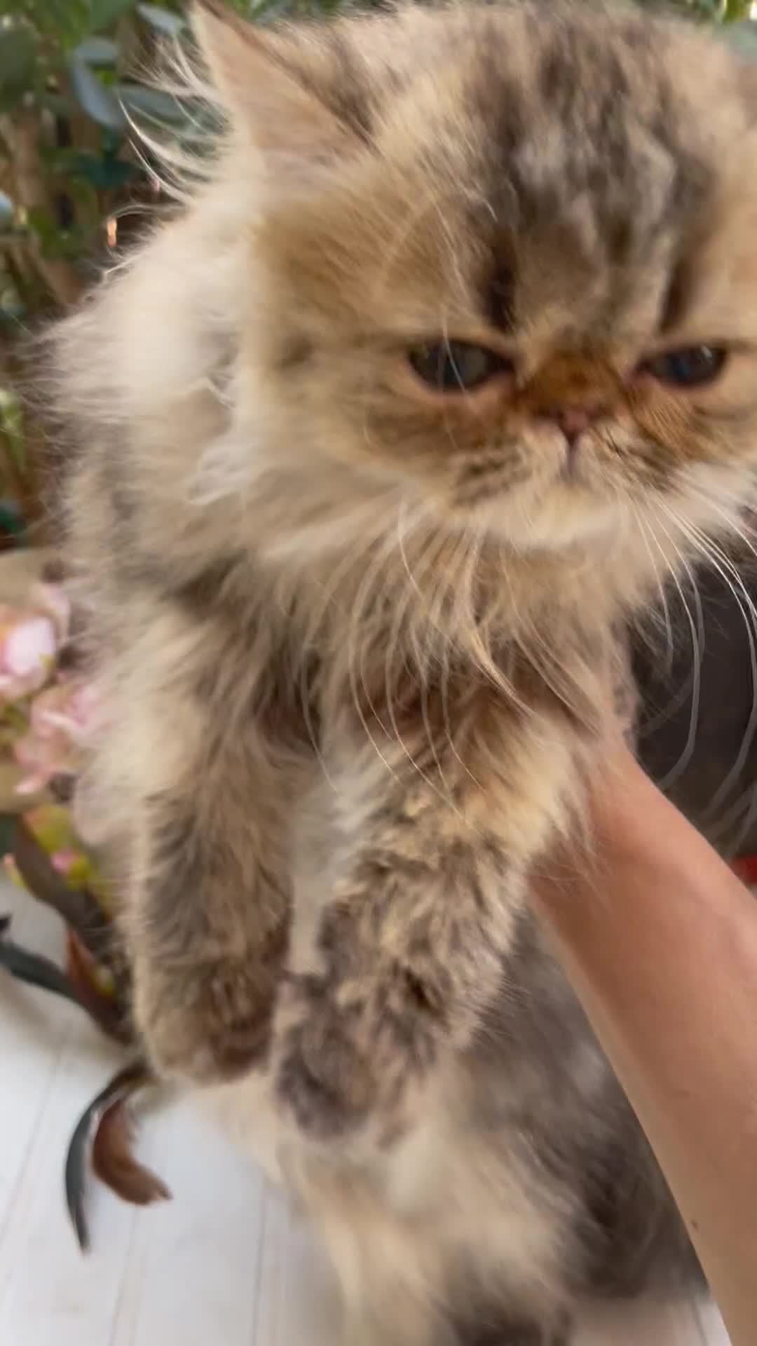 Persiano gatti in vendita: gatta persiana cucciola persiana golden shaded - Video 2