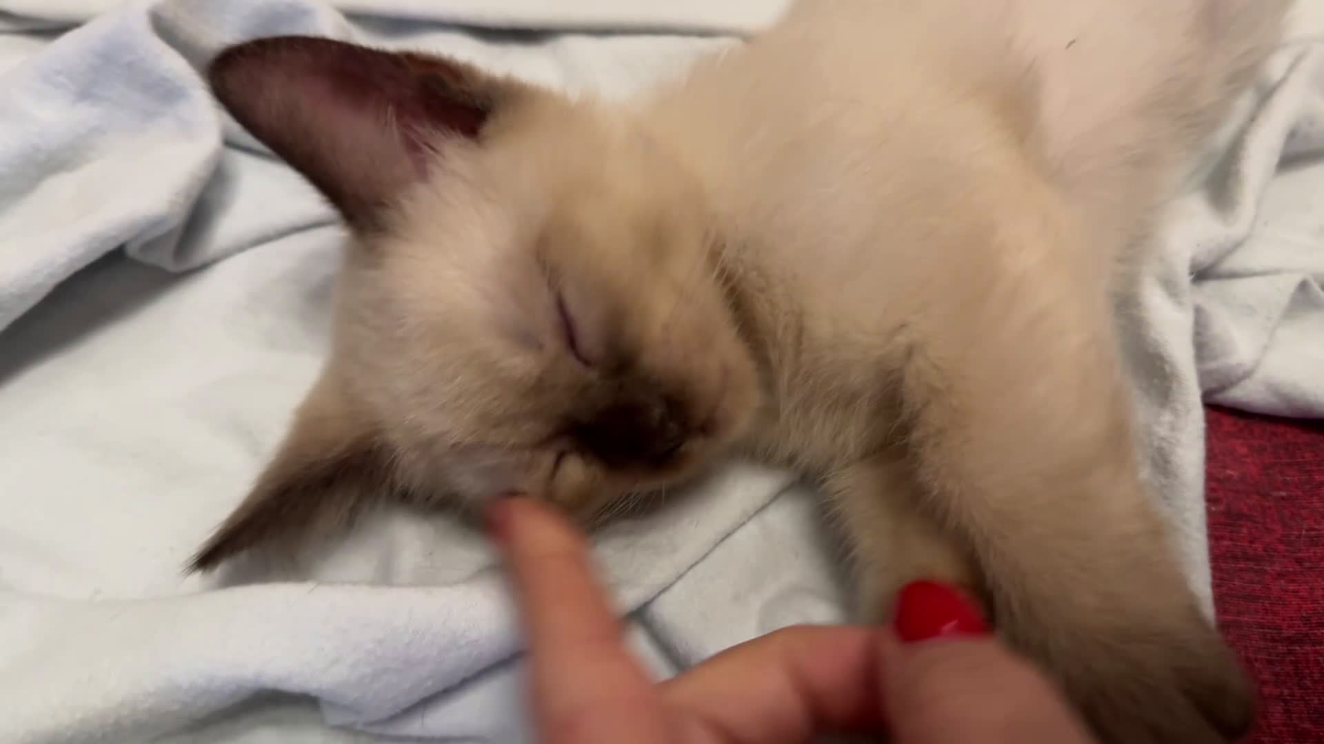 Munchkin gatti in vendita: Mini gatti Munchkin - Video 1