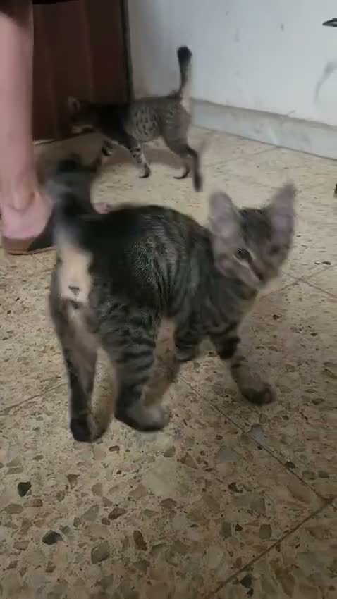 Meticcio gatti in regalo: 2micini tigrati sui 4mesi vivono in garage.COSENZA - Video 1