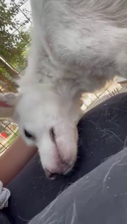 Meticcio cani in regalo: IL DOLCE E PICCOLO PLUTO a Città metropolitana di Roma Capitale - Video 1