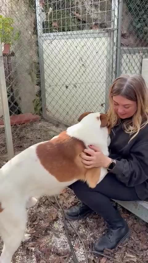 Meticcio cani in regalo: Miche: 2 anni, socievole e affettuoso  - Video 3