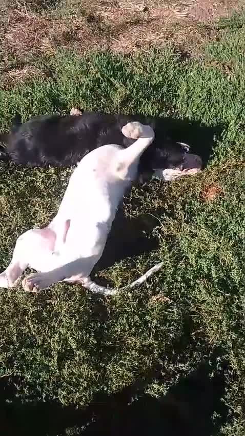 Meticcio cani in regalo: Dolce Nebbia, abbandonato a 10 mesi  - Video 1