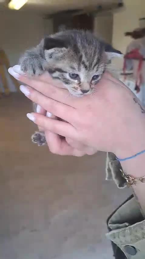 Meticcio gatti in regalo: Regalo gattini - Video 1